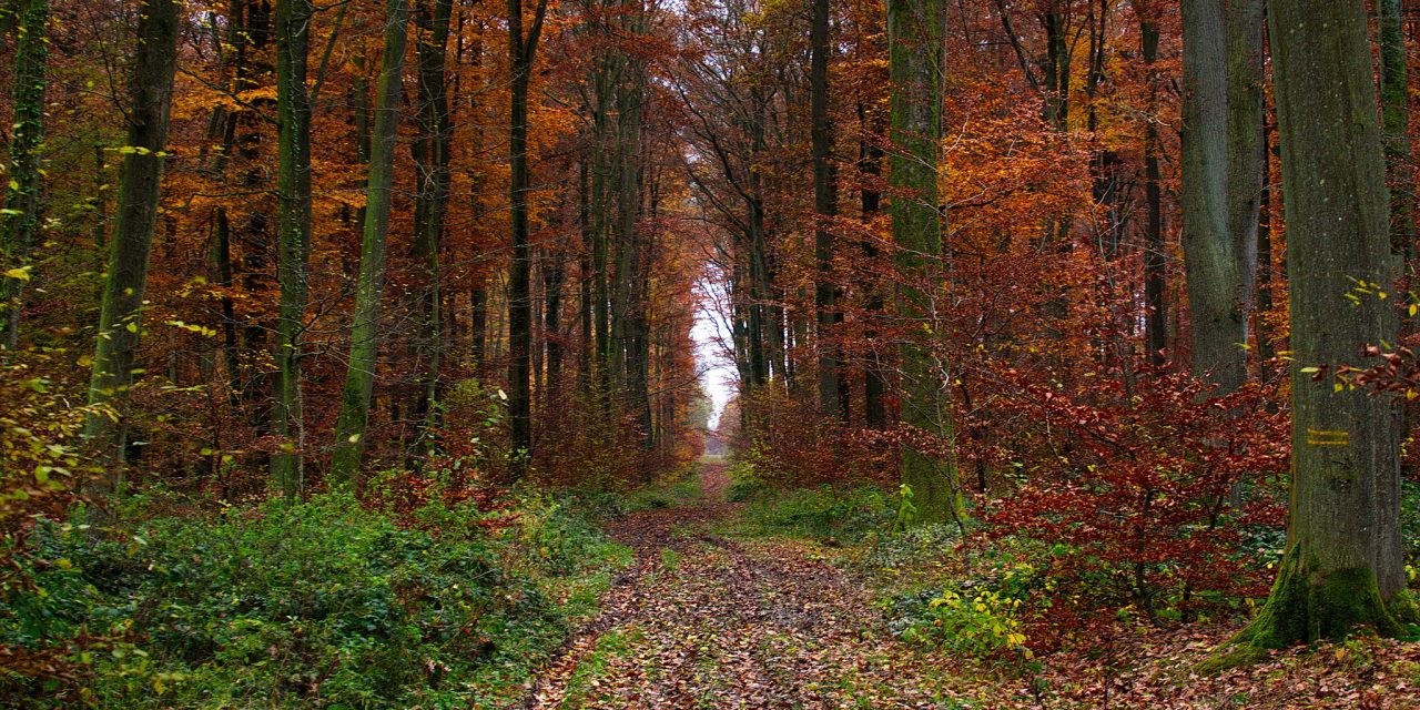 Foresterie : le Parlement européen fait feu de tout bois