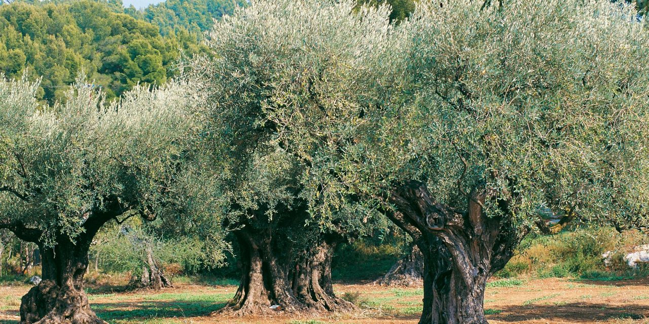 Xylella fastidiosa : l’épidémie se corse, l’Europe doit agir