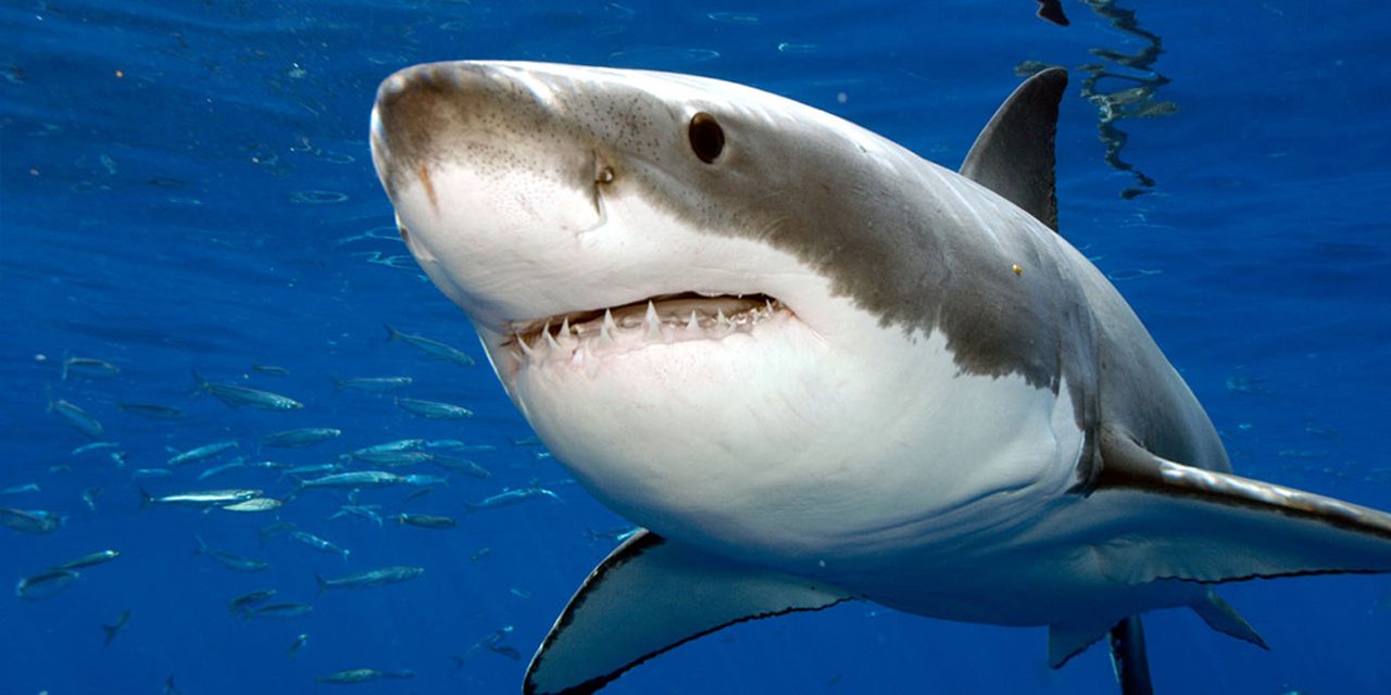 Barroso, Kroes… les sans-gêne