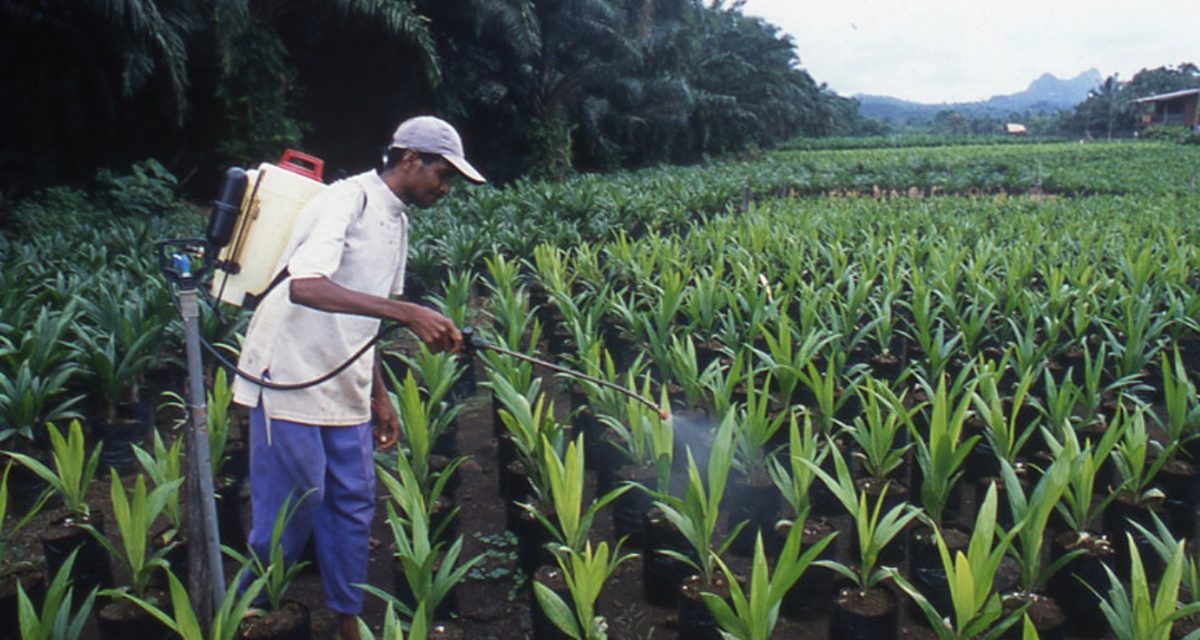 Chaque jour, des arbres déracinés