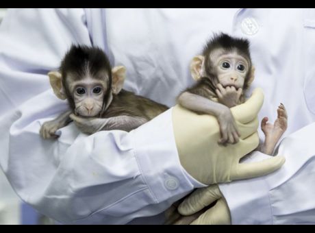 #Dieselgate : Volkswagen, au mépris de la vie humaine et animale