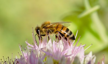 Lettre d’informations de la délégation de la gauche sociale et écologique N°15