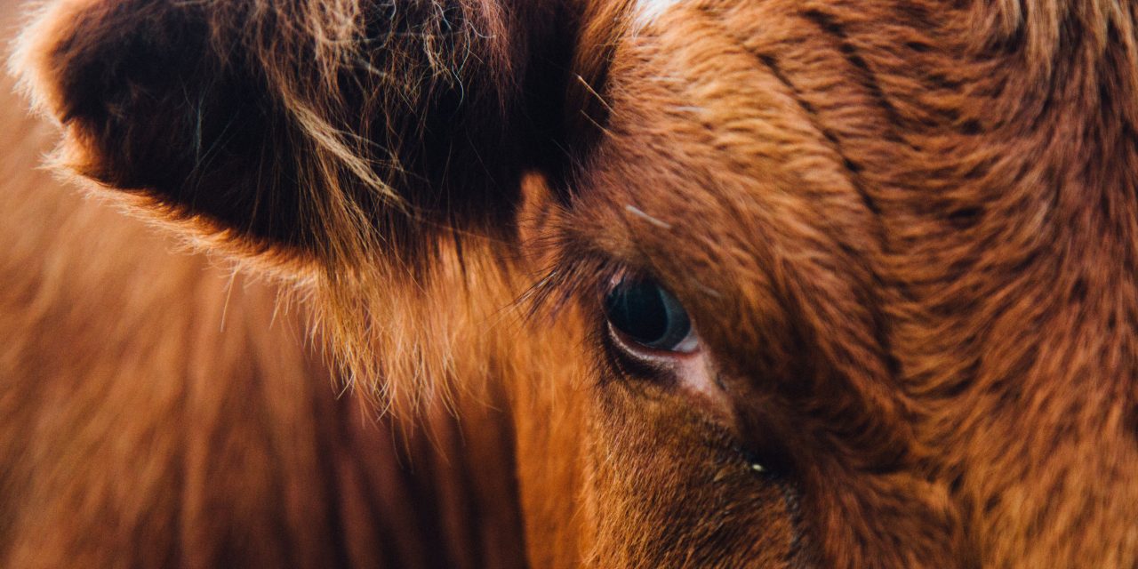 Mercosur : M. Castex, encore un effort si vous voulez vraiment une politique commerciale durable !