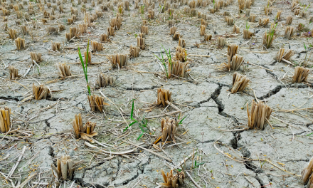 Lettre d’informations de la délégation de la gauche sociale et écologique N°172