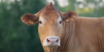 Lettre d’informations de la délégation française du groupe S&D N°198